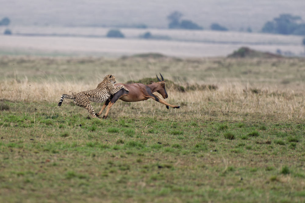 Die Jagd war schlussendlich erfolgreich