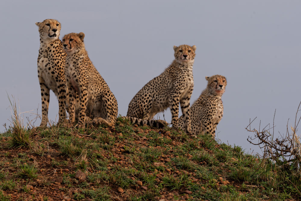 Gepardenfamilie