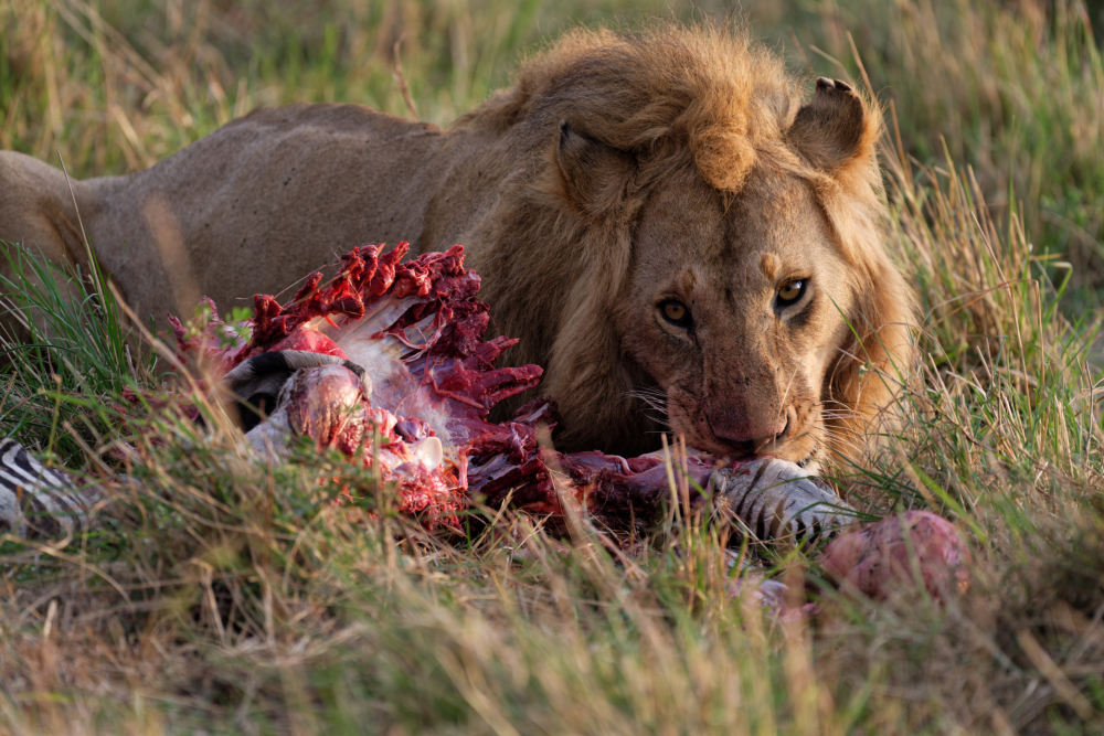 Löwenmännchen mit Zebra-Kill