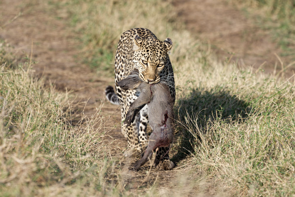 Die Leopardin Luluka mit Beute