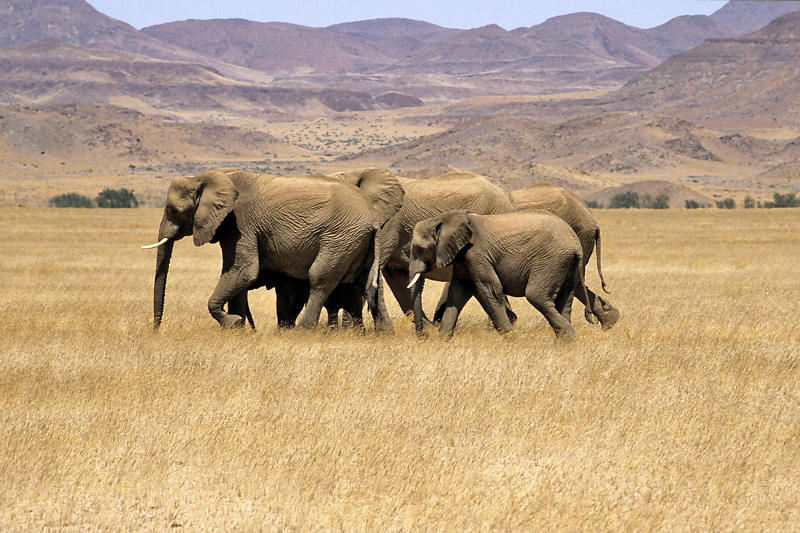 Wüstenelefanten im Damaraland Wüstenelefanten im Damaraland