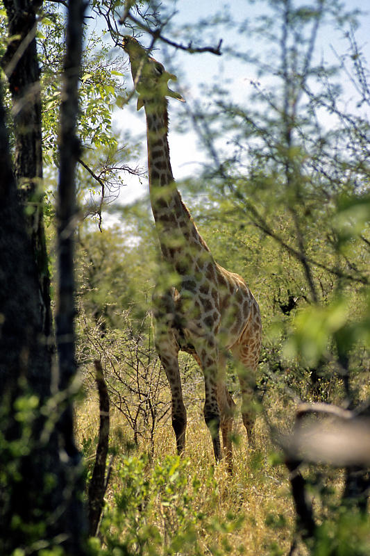 Giraffe im Etosha Nationalpark