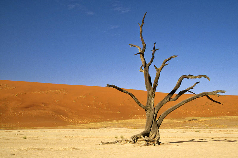 Namib - Deadvlei Namib - Deadvlei