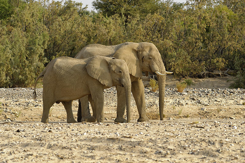 Zwei Elefantenbullen