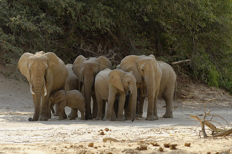 Elefantenherde im Hoanib-River