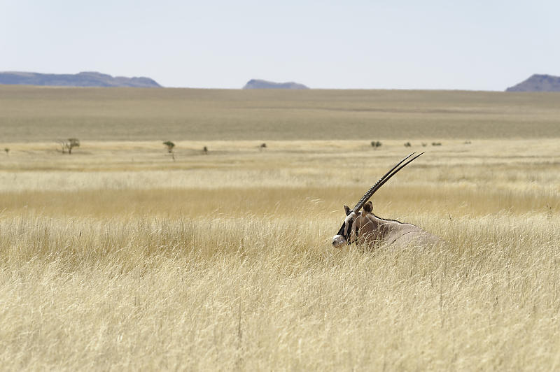 Orix im Namib Rand