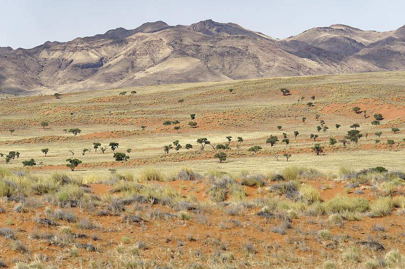 Namib Rand