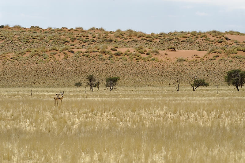 Namib Rand