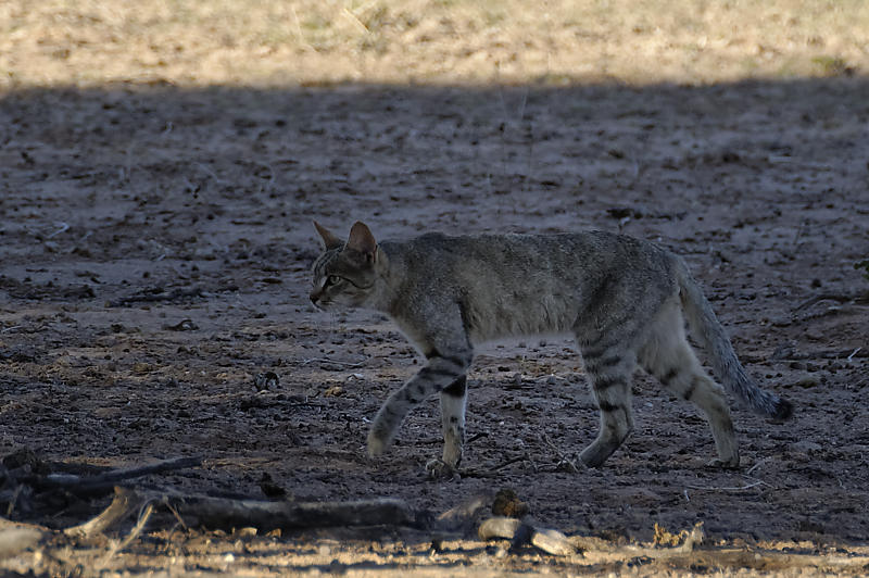 acfrican wildcat acfrican wildcat