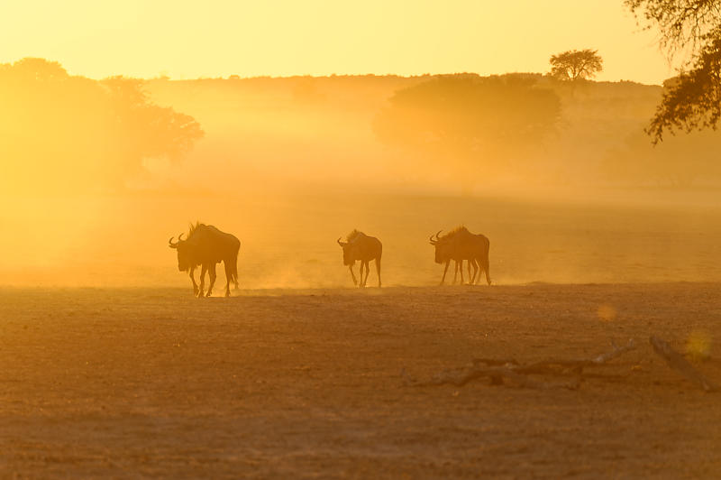 Gnus im Morgenlicht Gnus im Morgenlicht