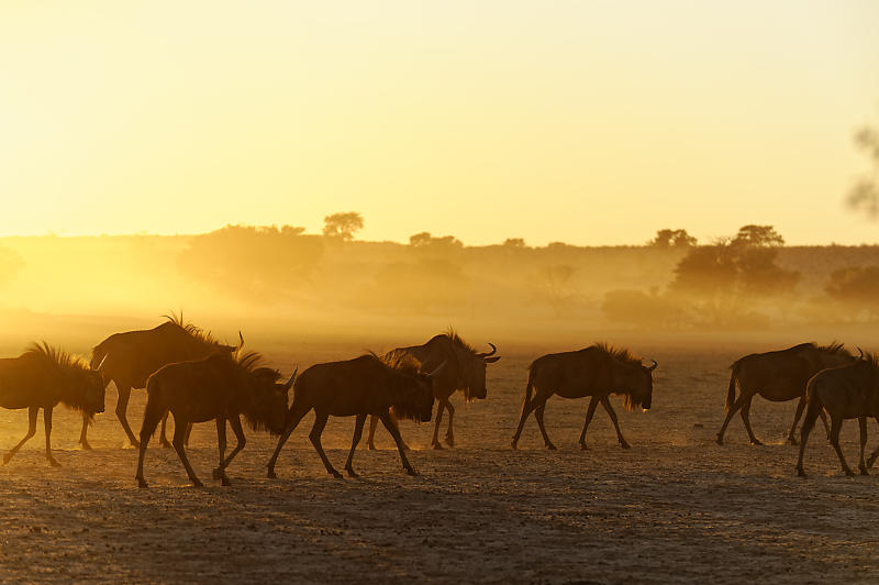 Gnus im Morgenlicht Gnus im Morgenlicht