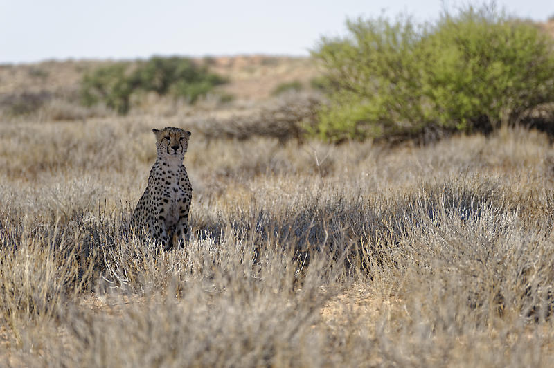 Gepard Gepard