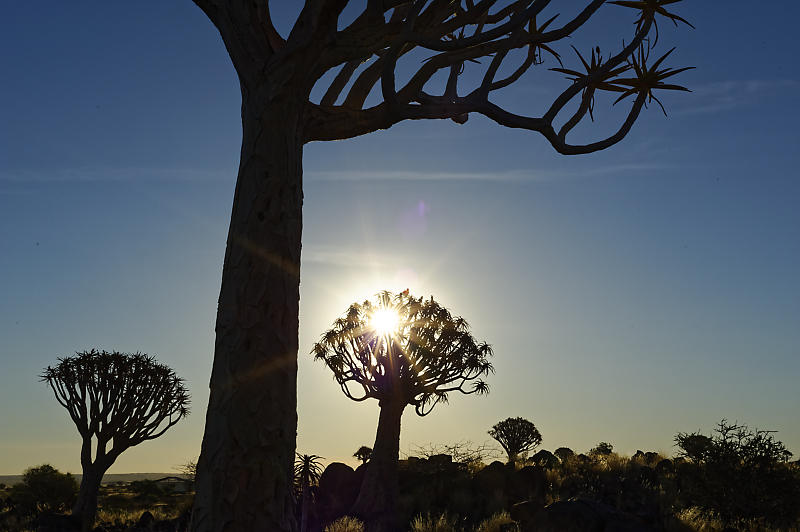 Quiver Tree Forest Quiver Tree Forest