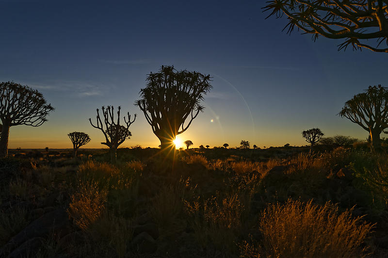 Quiver Tree Forest Quiver Tree Forest