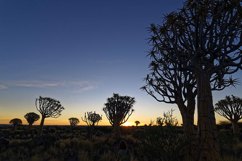 Quiver Tree Forest Quiver Tree Forest