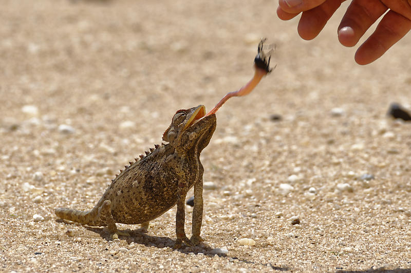 Die Namib Die Namib