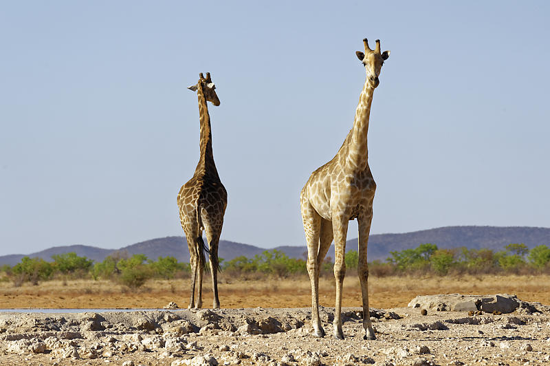 Etosha West