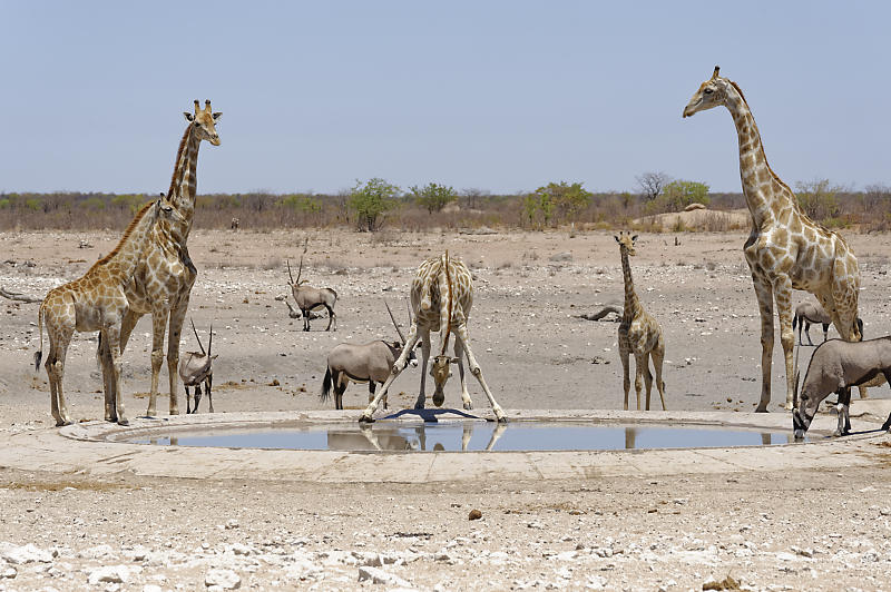 Etosha West Etosha West