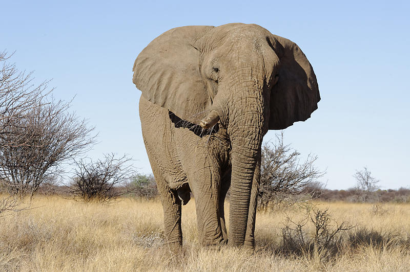 Etosha West Etosha West