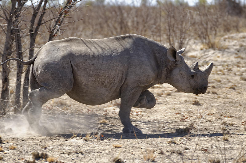 Etosha West