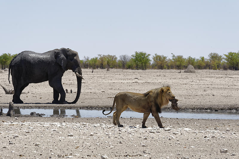 Etosha West Etosha West