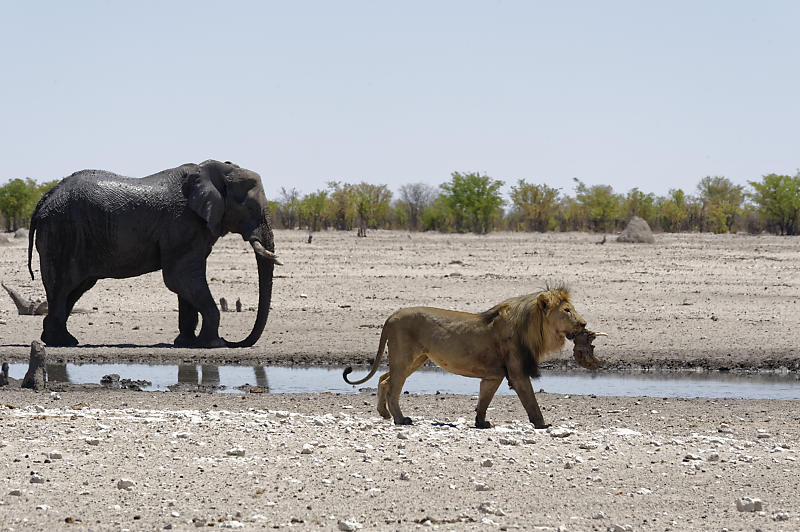 Etosha West