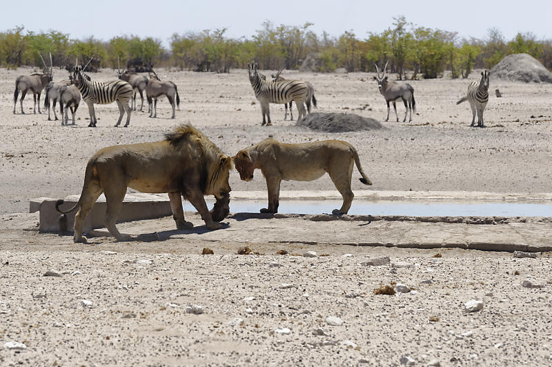 Etosha West Etosha West