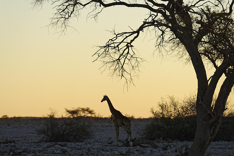 Etosha Ost