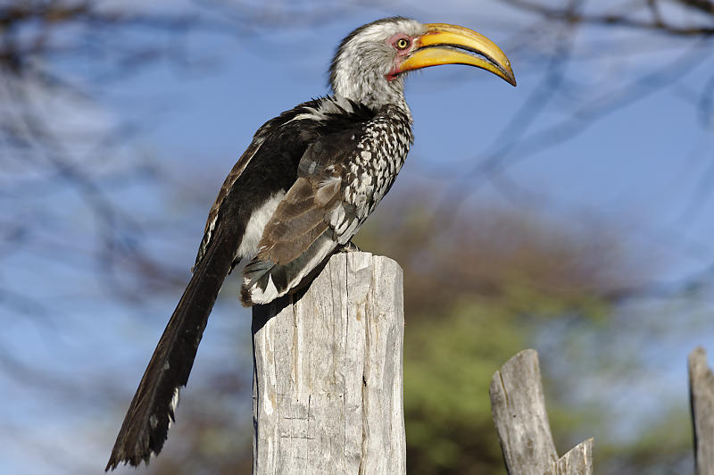 Etosha Ost