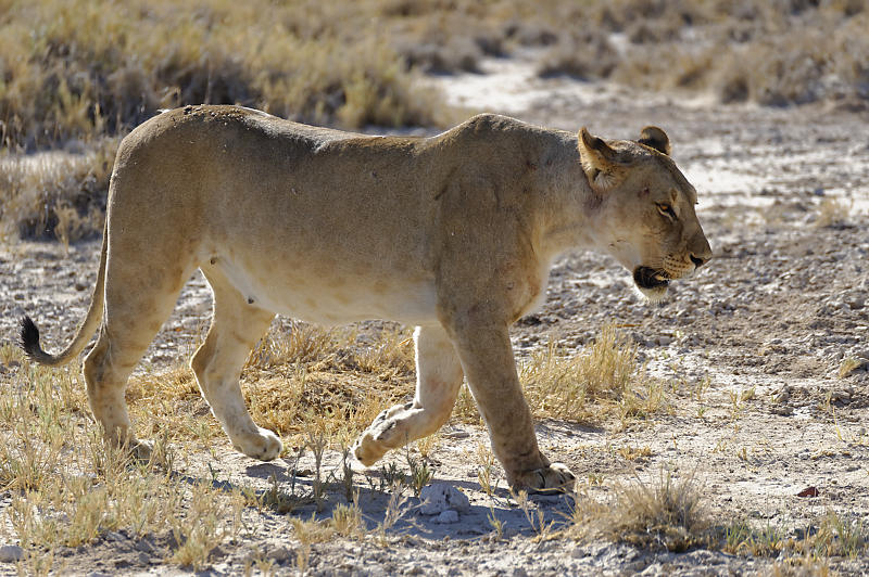 Etosha Ost