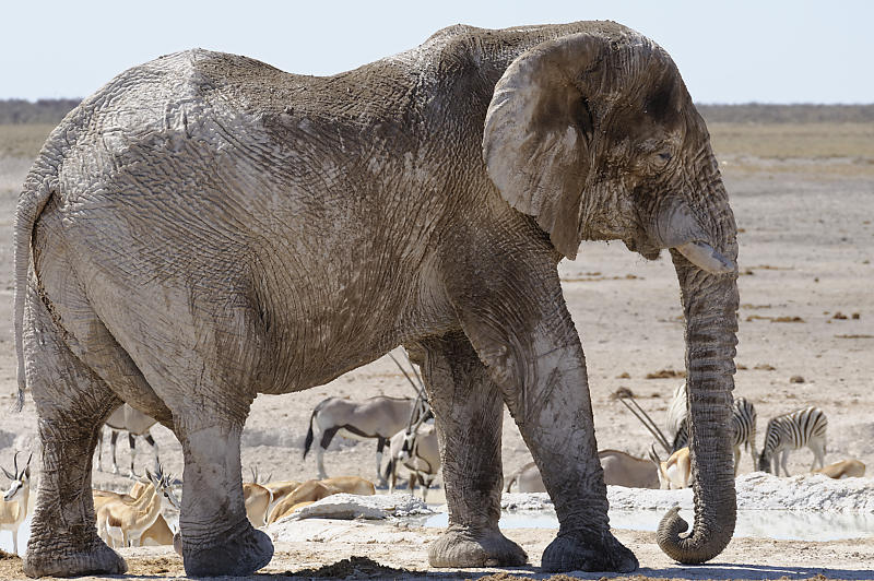 Etosha Ost