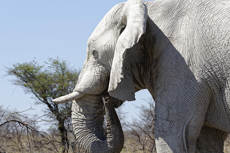 Etosha Ost