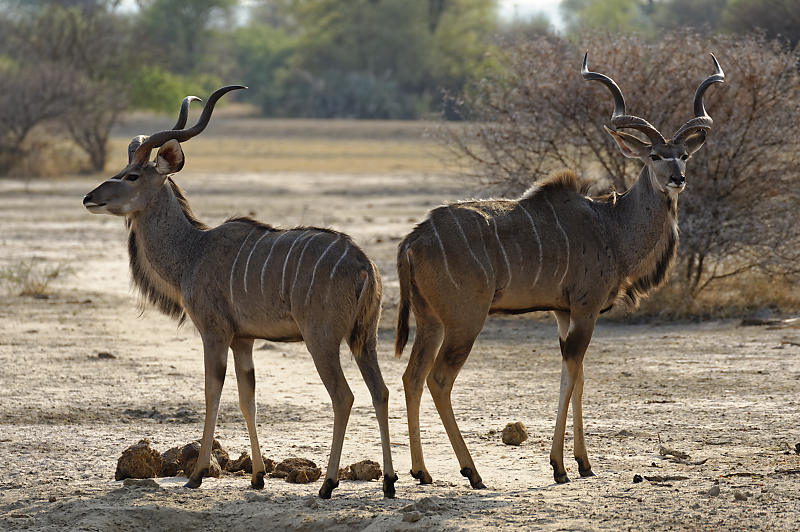 Kudu Männchen