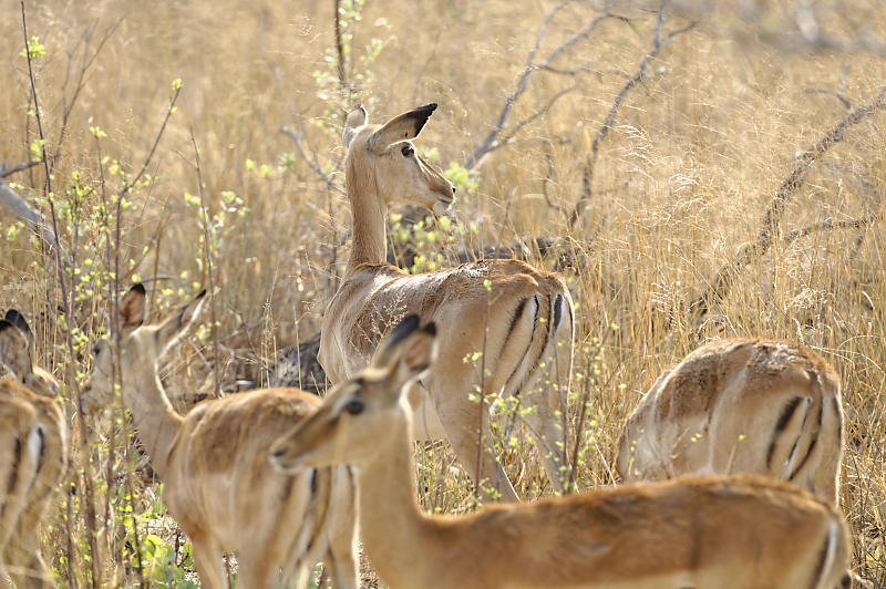 Impalas Impalas
