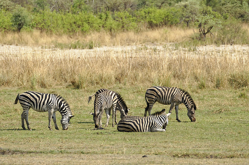 Zebras Zebras
