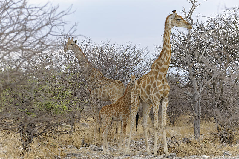 Giraffen Giraffen
