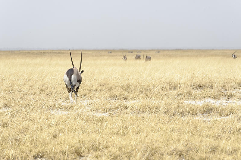 Oryxantilopen Oryxantilopen
