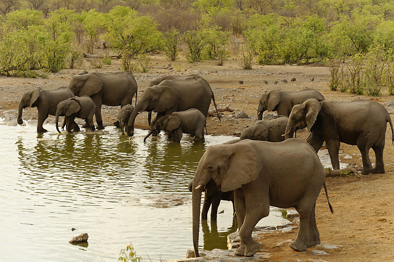 Elefantenherde mit Jungtieren