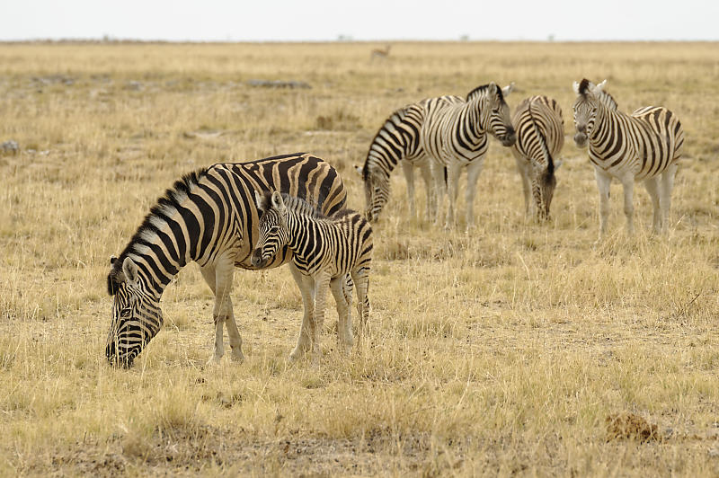 Zebras