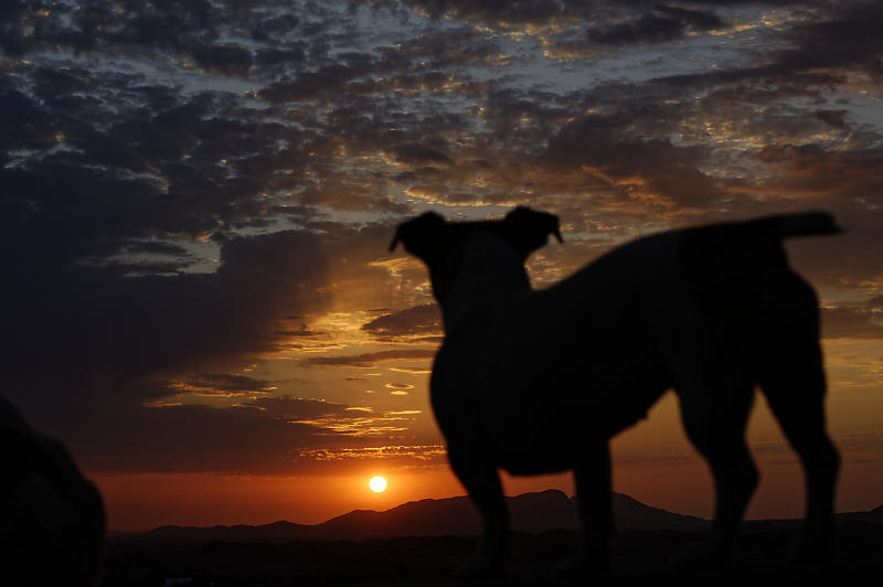 sun-downer mit Hund