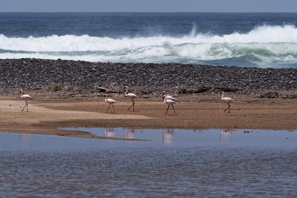 Flammingos in einer Bucht