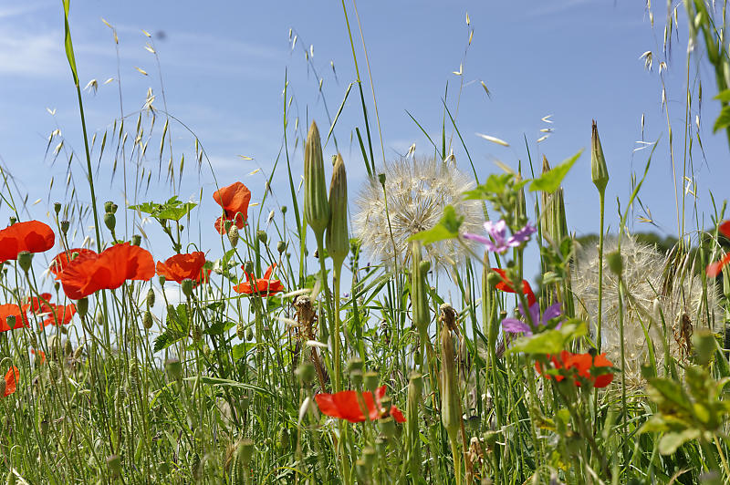 Typische Wiese mit Mohnblumen