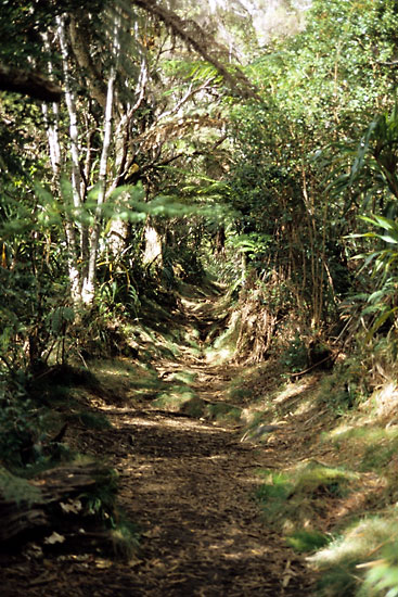 Regenwald Regenwald