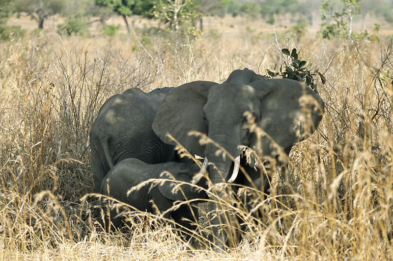 Elefantenmutter mit ihrem Jungen