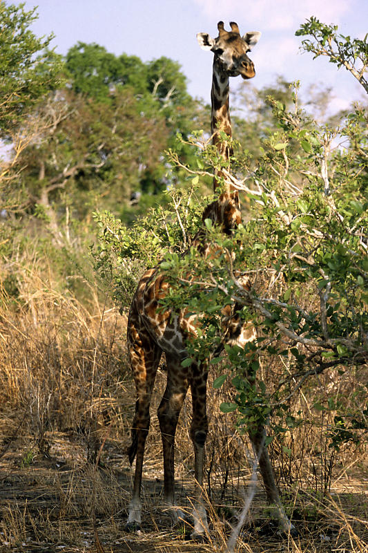 Giraffe Giraffe