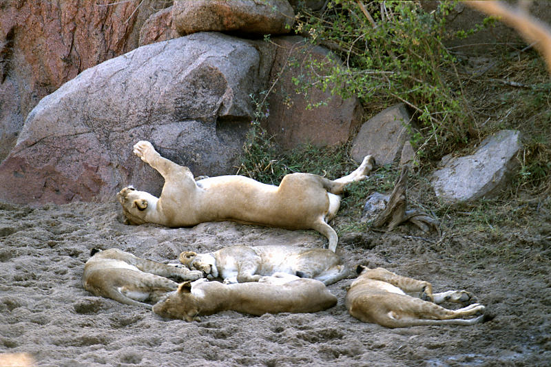 Löwenrudel wärend der Siesta