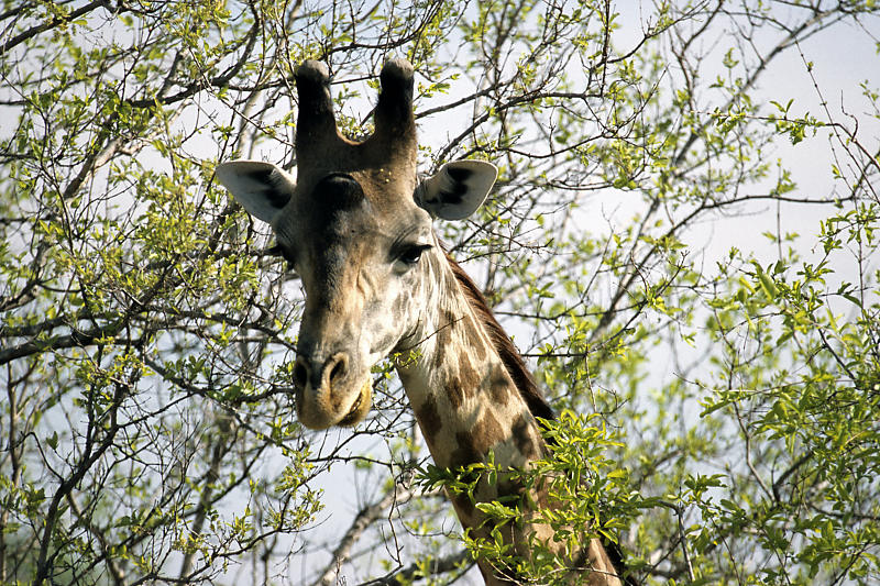 Giraffe Giraffe