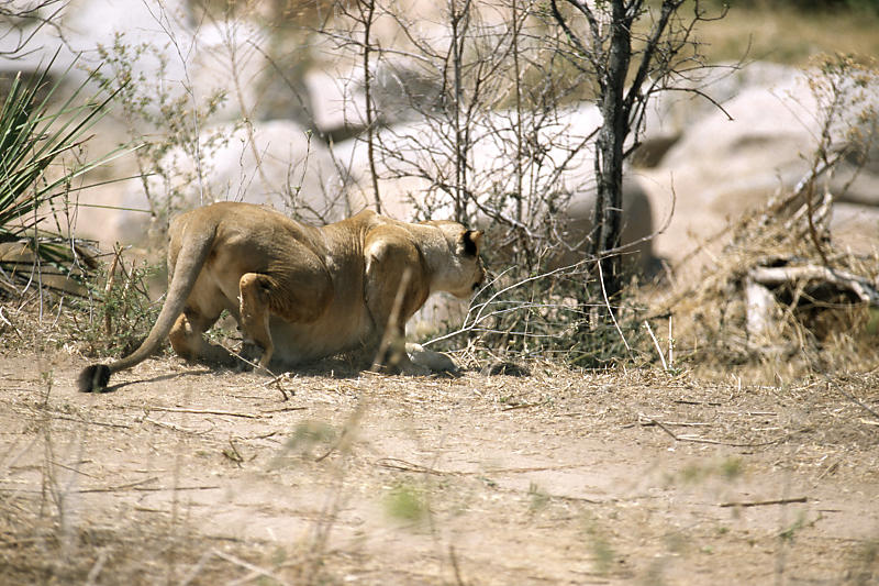 Löwin auf der Jagd