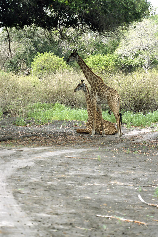 Giraffen Giraffen