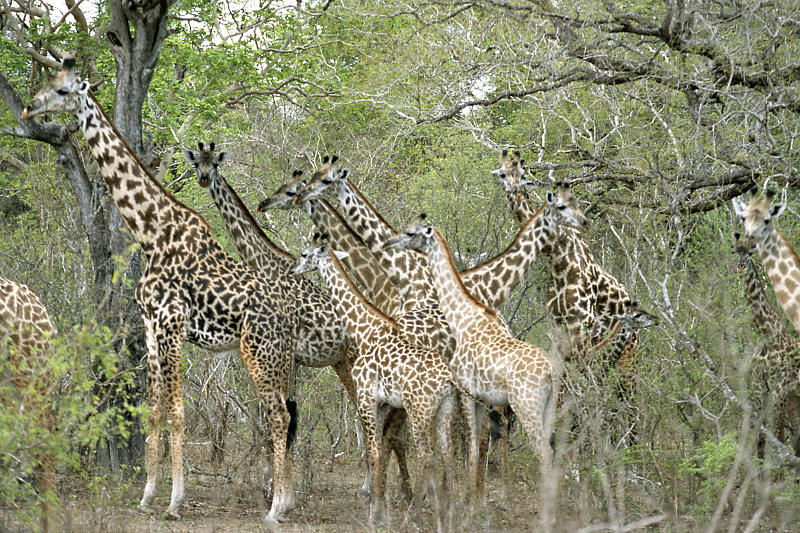 Giraffenherde Giraffenherde